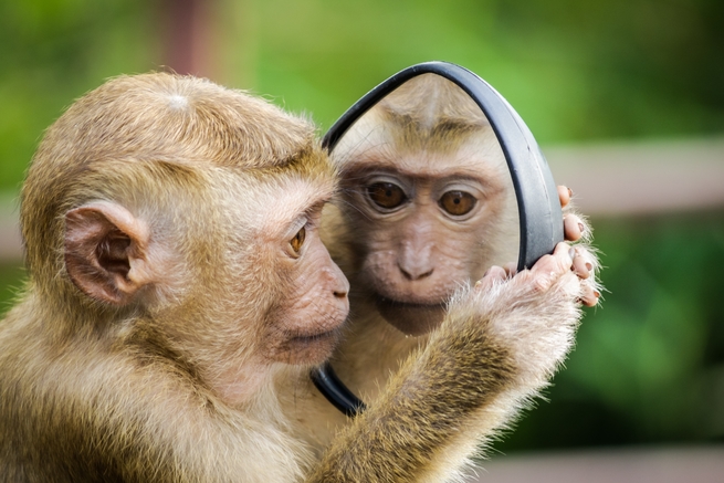 cute monkey looking in the mirror